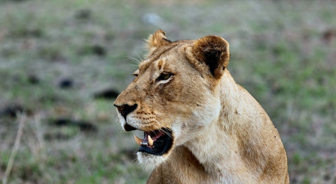 Крава задуши лъв в Кения (видео)