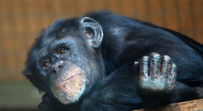 Шимпанзетата също будуват през нощта 