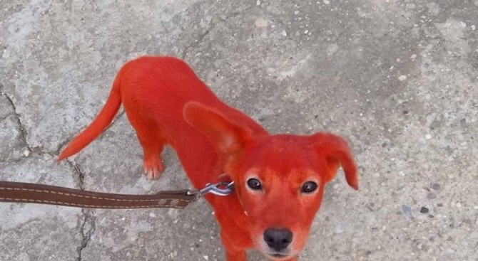 Боядисано в червено кученце откриха в ромската махала на Нова Черна