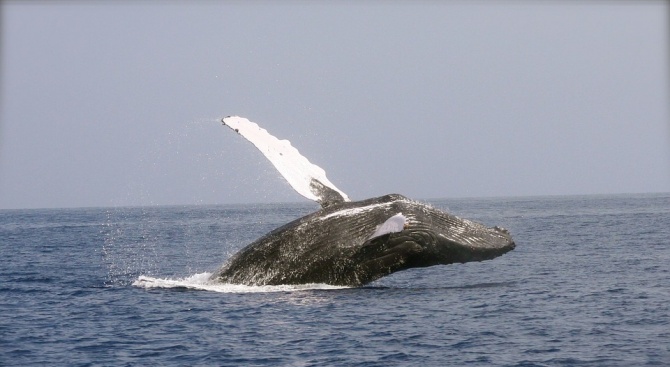 Спасители върнаха кит в океана след засядане на сушата (видео)