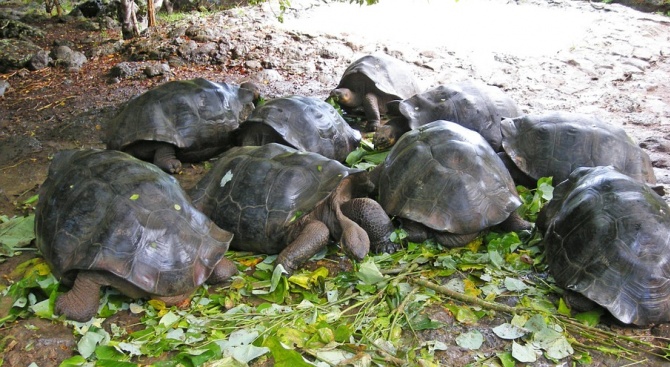 От Галапагоските острови откраднаха 123 бебета на гигантски костенурки
