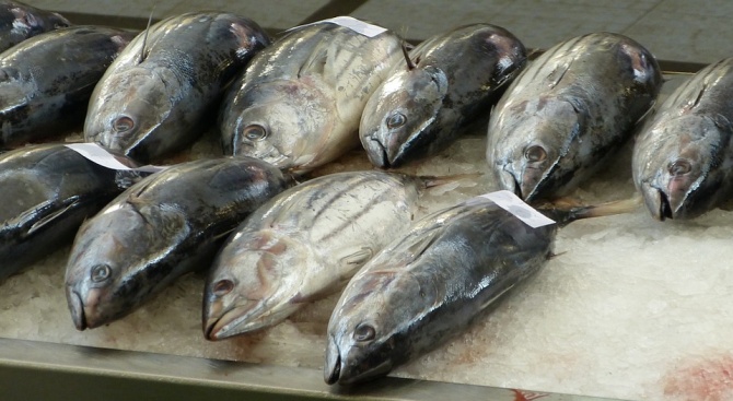 162-килограмова риба тон бе продадена за 37 000 долара