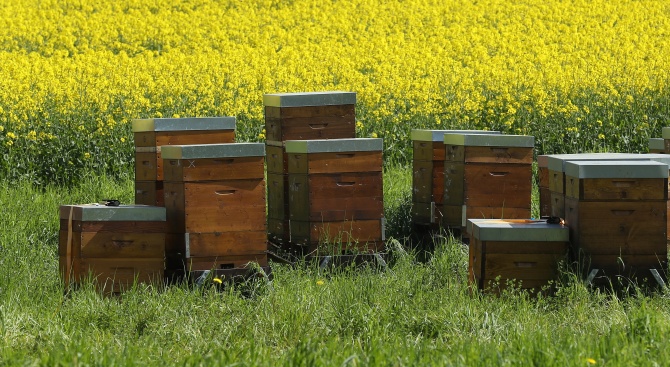 Вкараха в затвора австрийски отровител на пчели