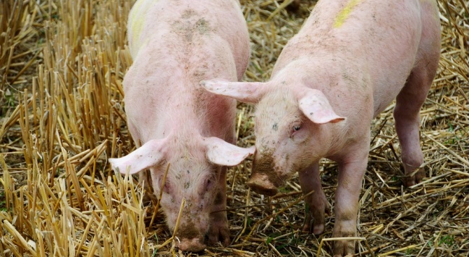 Няма положителни проби за африканска чума по свинете