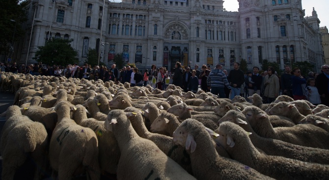 Над 1500 овце задръстиха Мадрид (снимки+видео)