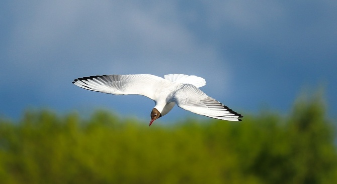 Рядък вид албатроси застрашен от изчезване заради мишки гиганти