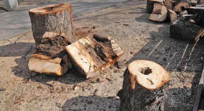 Разкриха схема за доставка на незаконна дървесина