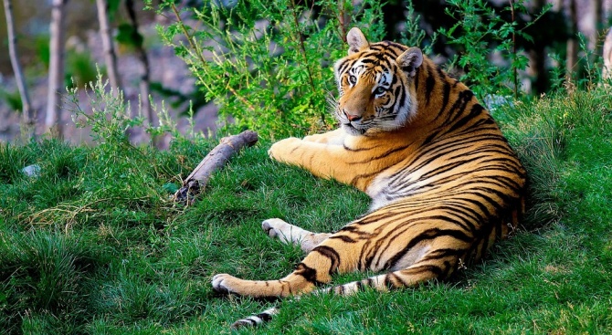 Генетици потвърдиха: Съществуват 6 подвида тигри