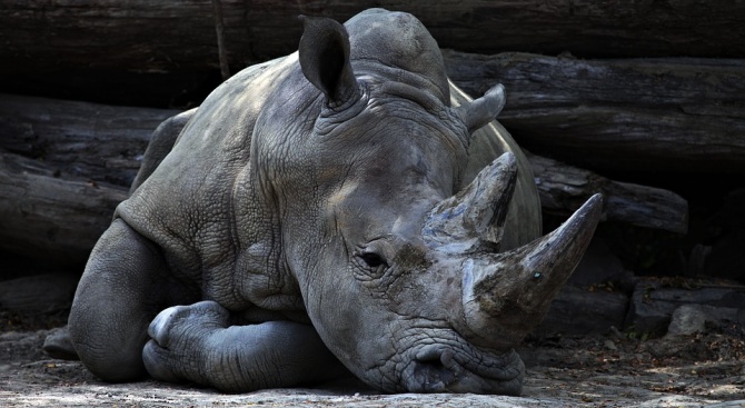 Китай легализира търговията с тигърски кости и рогове от носорози