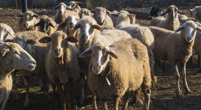 Задигнаха 6 овце от кошара в Мизия
