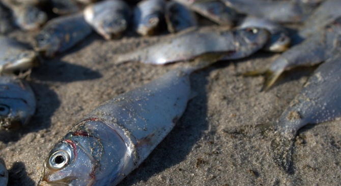 Проверяват сигнал за мъртва риба във водоем край Поморие