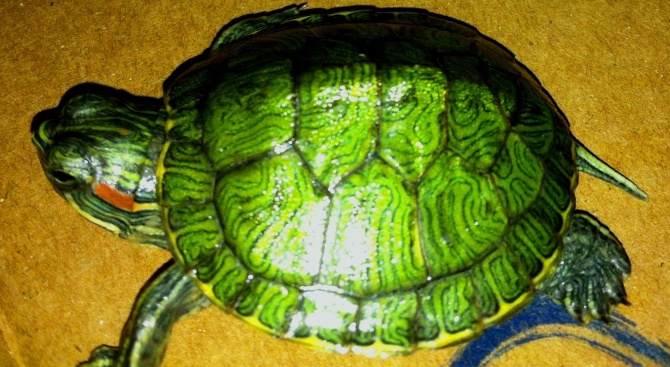 Митничари спасиха от трафик костенурки, хамелеон и защитени видове растения 