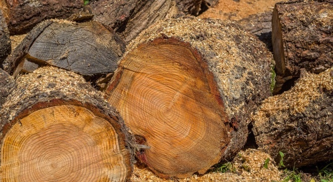 Полицията хвана крадени дърва за огрев
