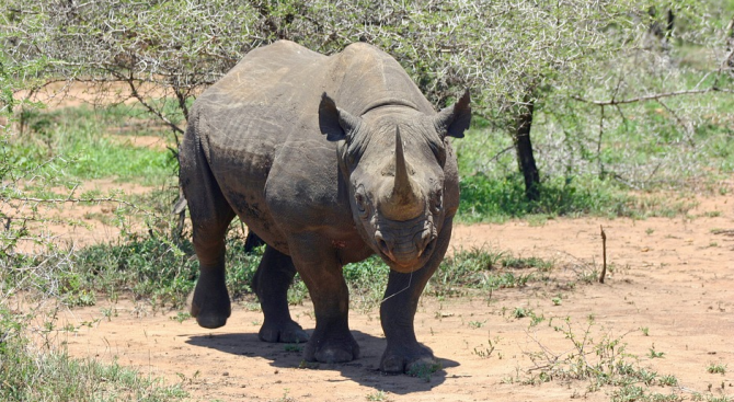 Европейски зоопаркове изпращат носорози в Руанда 