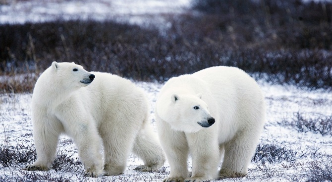 В Арктика въвеждат правила при срещи с бели мечки