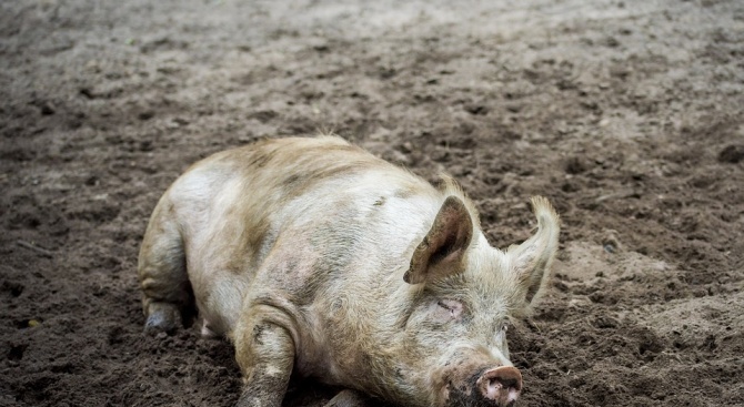Нов случай на африканската чума по свинете 