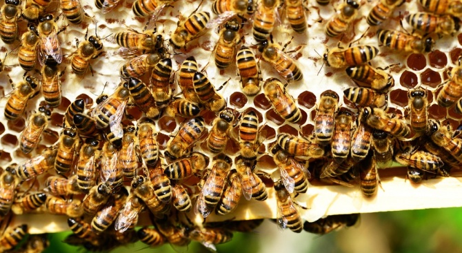Учени излязоха с призив за опазване на пчелите