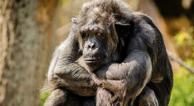 Шимпанзе върна открадната селфи пръчка на посетител в зоопарк (видео)