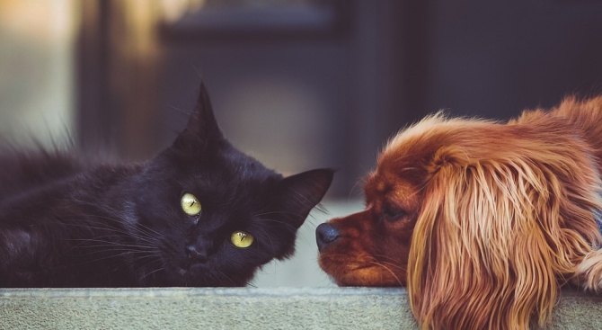 Учени опровергаха твърдениeто, че кучетата са по-умни от котките 