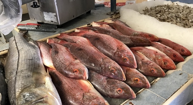 Над 440 проверки извърши агенцията по рибарство за последната седмица, повече от 7 т. риба е иззета през годината
