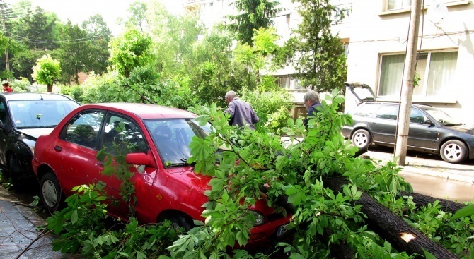  На показно занятие: Доброволци от Монтана отрязаха опасно надвиснали клони заедно с пожарникари