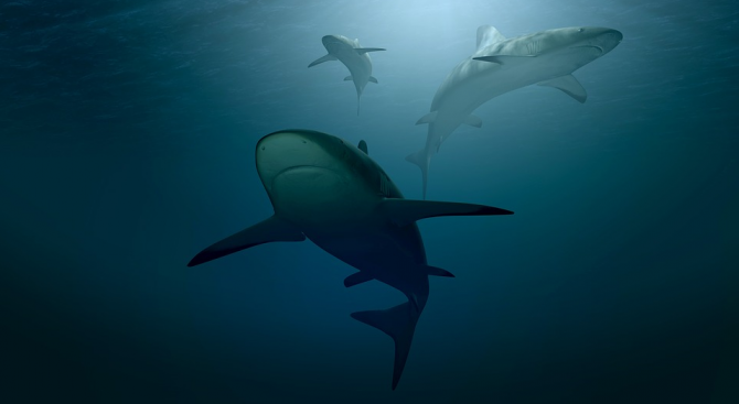 Заради глобалното затопляне акулите започват да предпочитат дясната посока