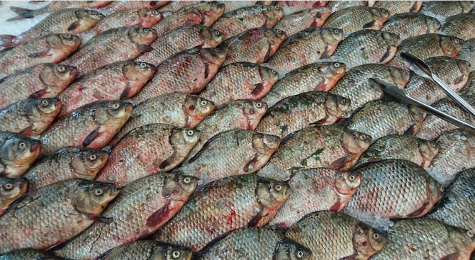 БАБХ извърши над 1000 извънредни проверки на обекти за производство и продажба на риба