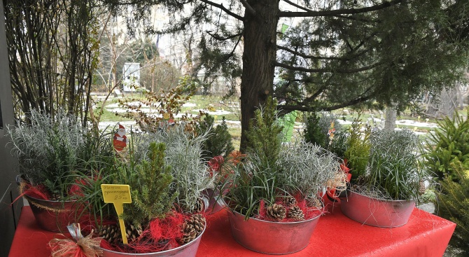 Тридневен коледен базар стартира в Ботаническата градина в София (снимки)