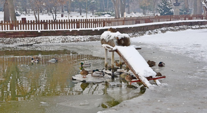 По загадъчен начин са загинали патиците в Борисовата градина (снимки 18+)
