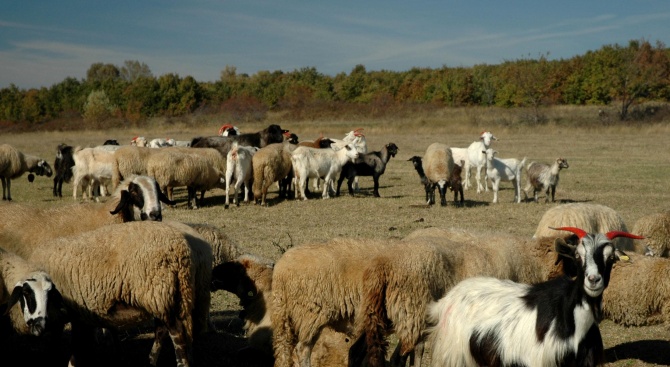 БСП плати за изследване от независима лаборатория на стадото с чума от Болярово