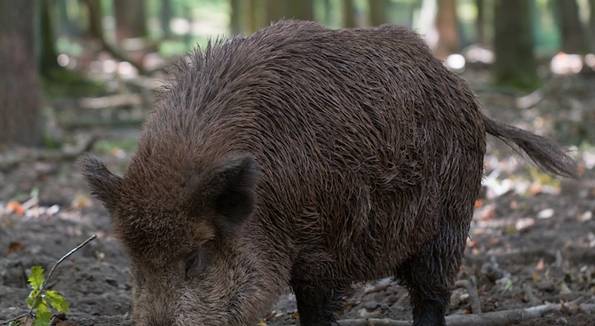 Откриха Африканска чума при дива свиня в Силистра