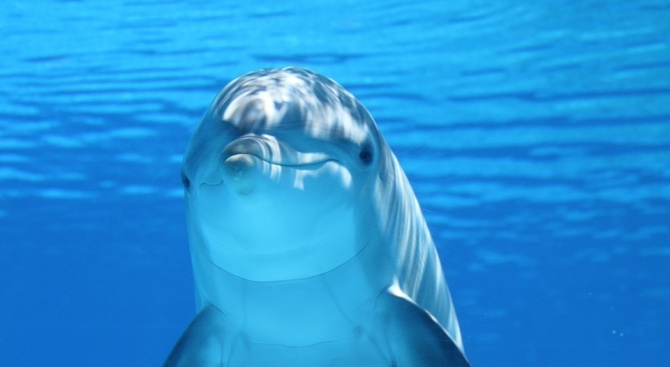България, Турция, Румъния и Украйна с общ проект за защита на делфините