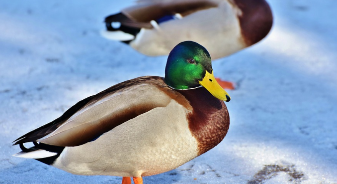 Студената вълна ще доведе птици от застрашен вид на Шабленското и Дуранкулашкото езеро