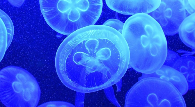 22 са пострадали от опасни медузи край бреговете на Североизточна Австралия