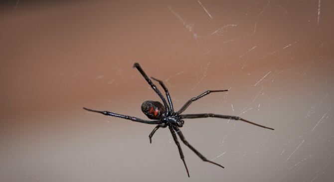 Над Бразилия „валяха“ паяци (снимка)