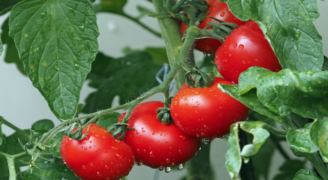 Миризмата на домати защитава посевите от болести и суша