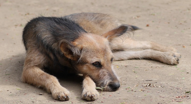 Общински кучешки приют откриха в Хасково