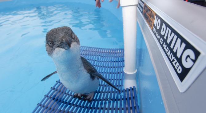 Откраднаха три малки сини пингвинчета в Нова Зелендия