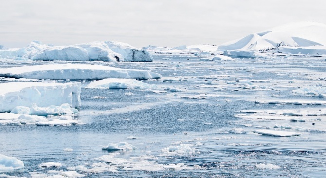 На Антарктида са открити пет нови за континента фосилни растителни вида
