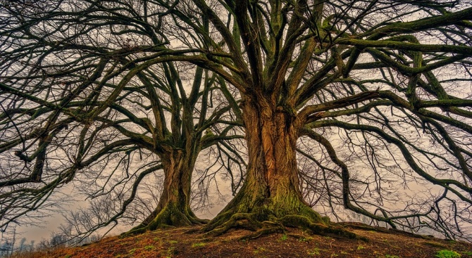  От днес до 28 февруари избираме "Европейско дърво на годината 2019"