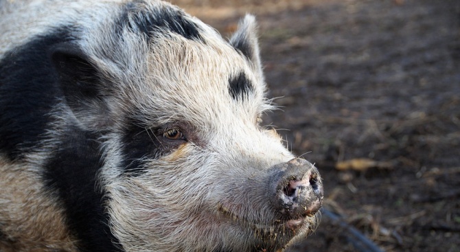 Собствениците на евтаназирани прасета във Варненско ще бъдат обезщетени с близо 30 хил. лв.