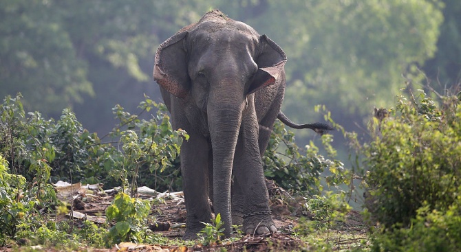 Слоница почина на рекордните 88 г. в Индия 