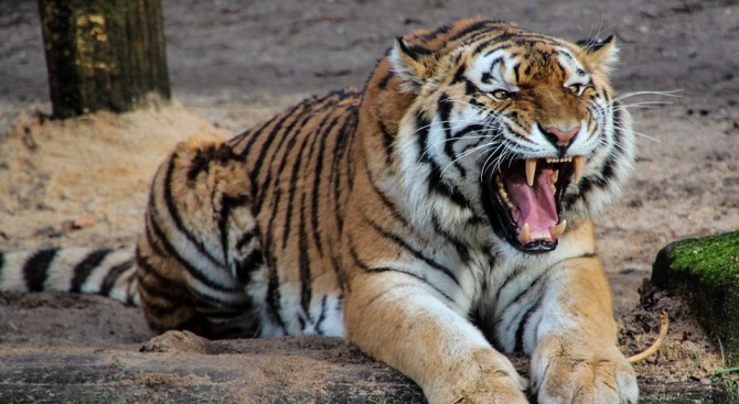 Новопристигнал тигър уби потенциалната си партньорка в британска зоологическа градина