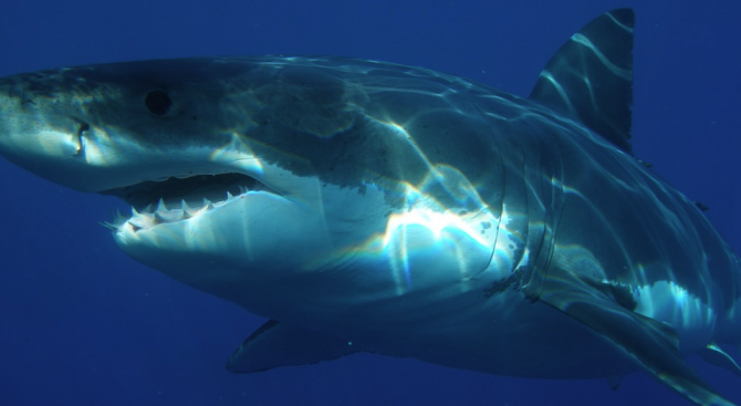 ДНК изследване разкрива тайните на голямата бяла акула 