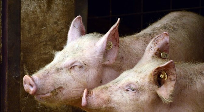 Областна епизоотична комисия набеляза мерки срещу разпространение на африканска чума по свинете