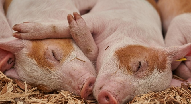 В свиневъдните комплекси в Добричка област се спазват мерки за биосигурност