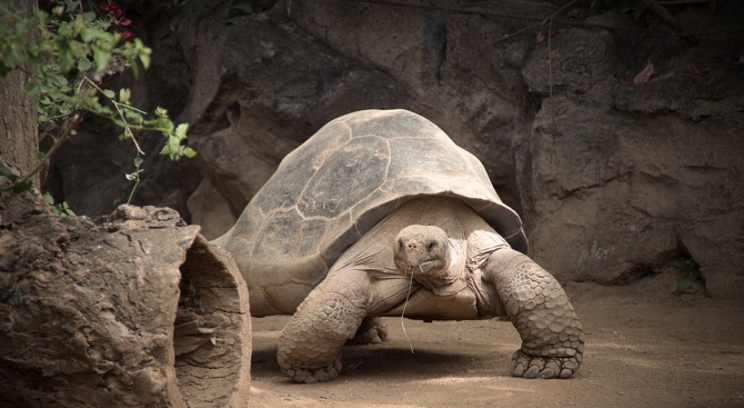Смятана за изчезнала гигантска костенурка беше открита на Галапагоските острови