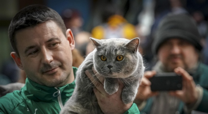 В София се провежда международна изложба на котки