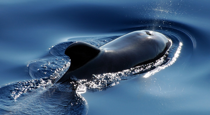 Сините китове предпочитат да не поемат рискове