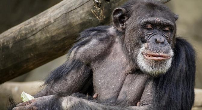 Шимпанзета изготвяли инструменти за лов на храна